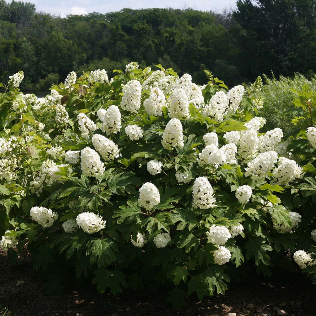 Gatsby Gal Hydrangea | Spring Meadow - wholesale liners - Spring Meadow 